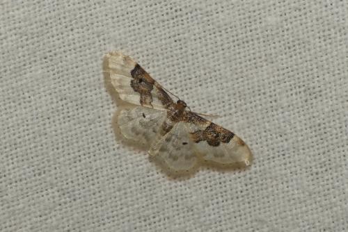 Réf. 185 574 : Idaea rusticata